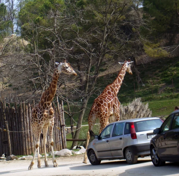 Жирафы переходят дорогу — стоковое фото