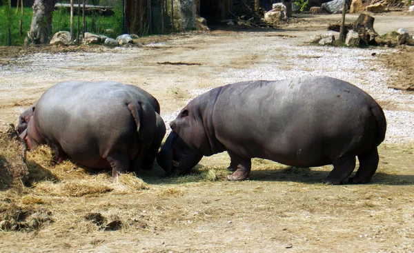 stock image A pair of hippos