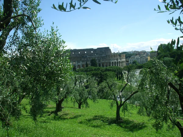 Olijfboomgaard op de achtergrond van het colloseum in rome — Stockfoto