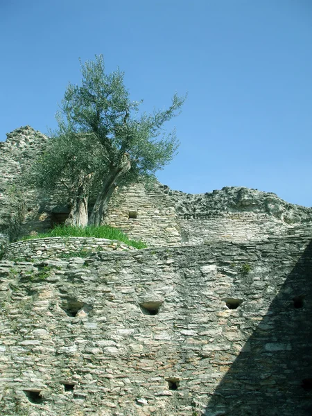 Старі оливки на тлі стародавніх руїн — стокове фото