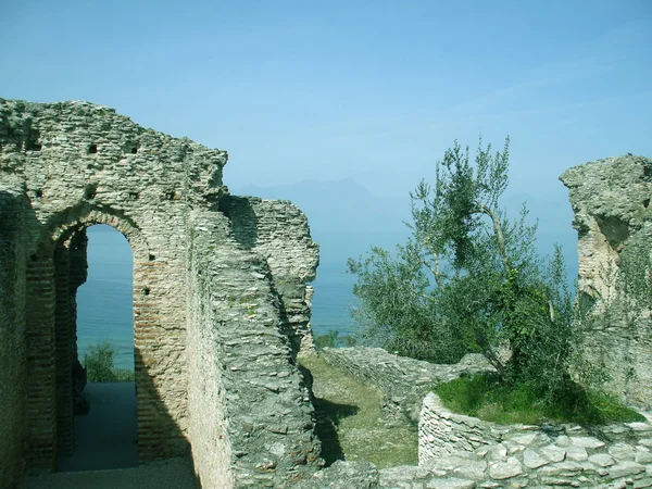 Старая оливка на фоне древних руин — стоковое фото