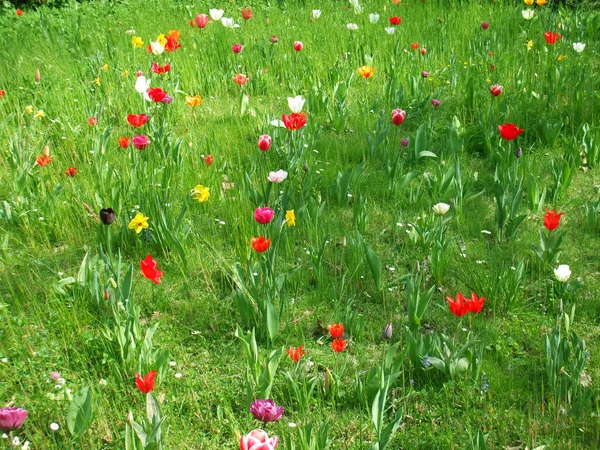 Tulips in the grass — Stock Photo, Image