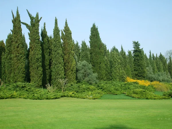 Grön gräsmatta i parken — Stockfoto