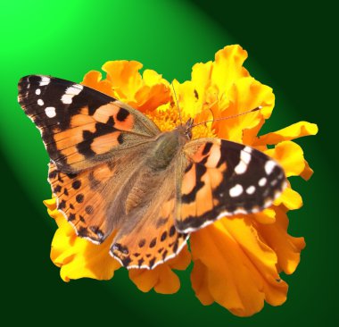 Monarch butterfly clipart