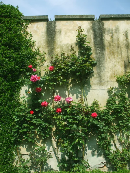 Klättring rosenbuske — Stockfoto