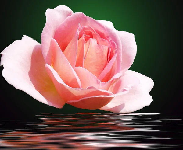 Rose on a background of water — Stock Photo, Image