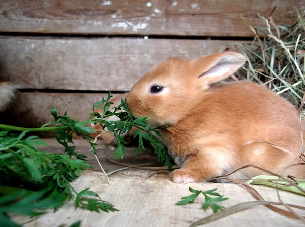 Cute rabbit eats grass — Stock Photo, Image