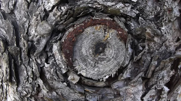 Écorce de tronc d'arbre — Photo
