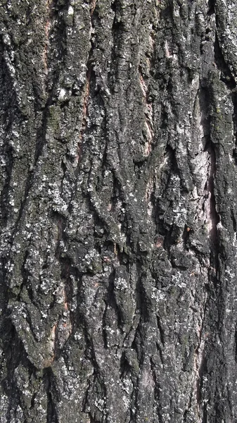 stock image Tree bark