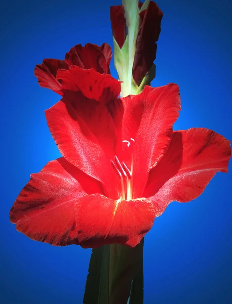 Красный гладиол — стоковое фото