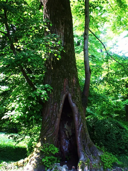 Hollow in a tree — Stock Photo, Image