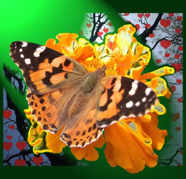 Butterfly on yellow Flower clipart