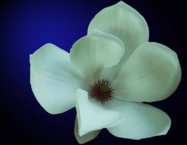 Vit magnolia — Stockfoto