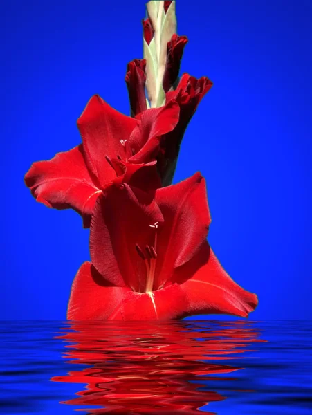 빨강 디올 — 스톡 사진