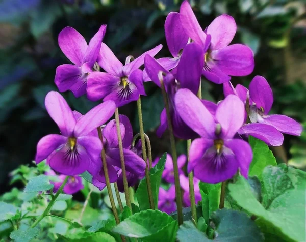 ไวโอล่า ดอกไม้ — ภาพถ่ายสต็อก