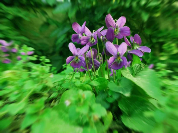 ไวโอล่า ดอกไม้ — ภาพถ่ายสต็อก