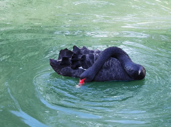 Černá labuť na vodě — Stock fotografie
