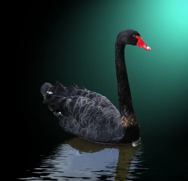 Zwarte zwaan op het water Stockfoto
