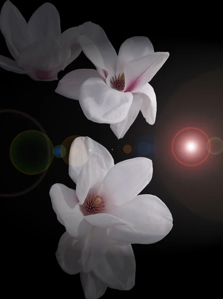 Bloemen magnolia — Stockfoto
