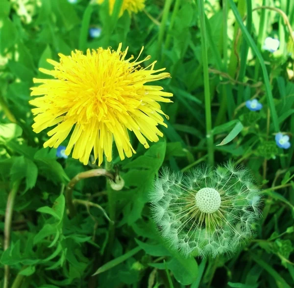 Dandelion wśród mniszek żółty — Zdjęcie stockowe