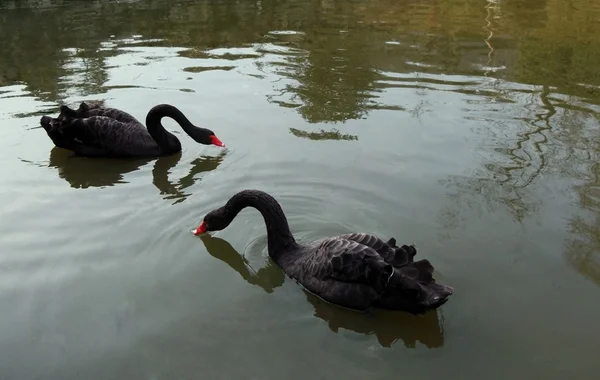 Een paar zwarte zwanen op het meer — Stockfoto