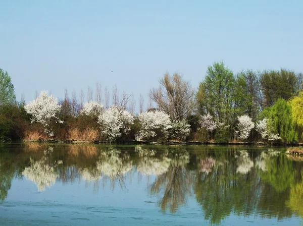 호수 위의 봄 꽃 나무 스톡 이미지