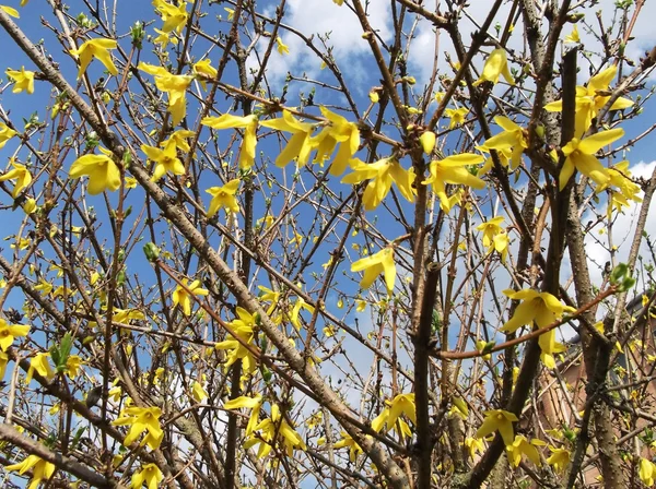 Žlutá jarní květiny na větev stromu — Stock fotografie