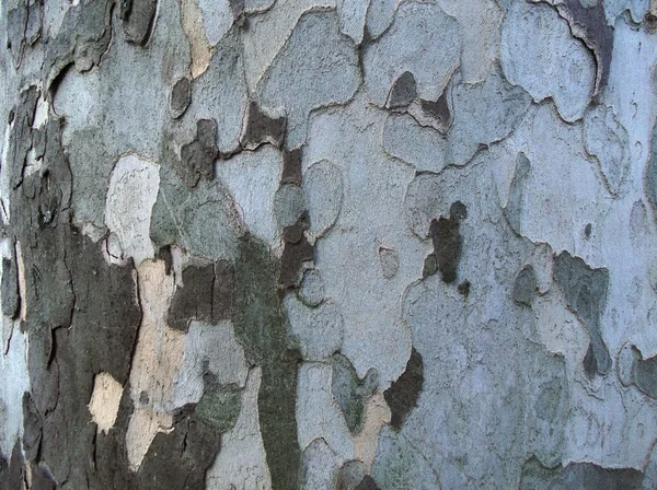 Platan 木樹皮のテクスチャー — ストック写真