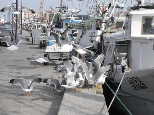 A flock of gulls on the dock — Stok fotoğraf
