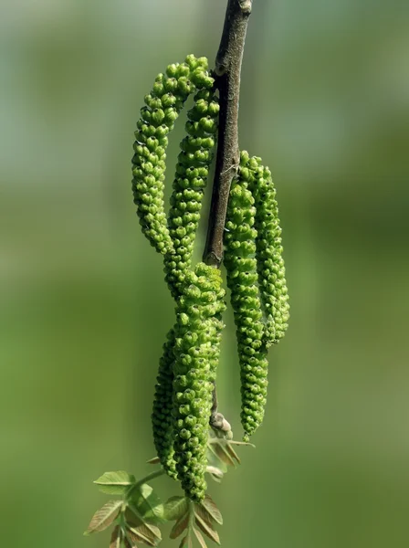 Flowering branch of walnut — Stock Photo, Image