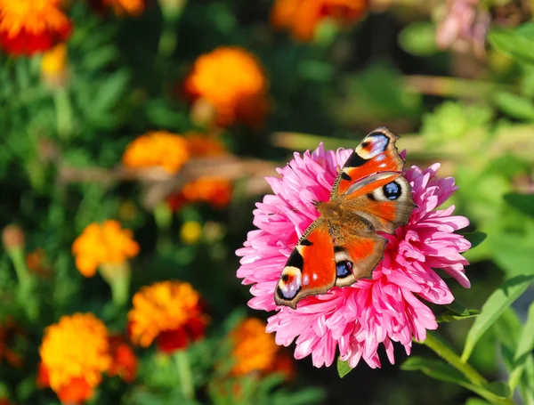 stock image Butterfly on flowers