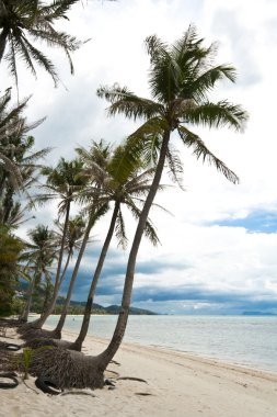 Samui Adası