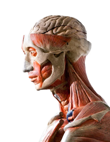Grunge human anatomy — Stock Photo, Image