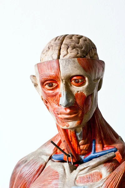 Grunge människans anatomi — Stockfoto