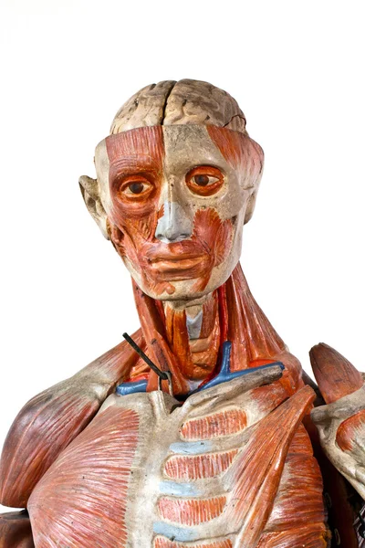 Гранж-анатомия человека — стоковое фото