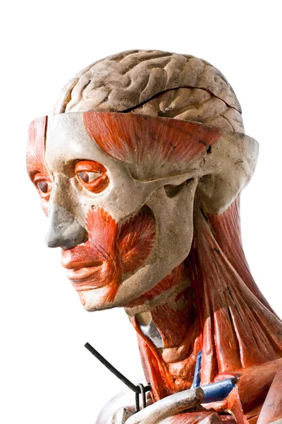 Гранж анатомії людини — стокове фото