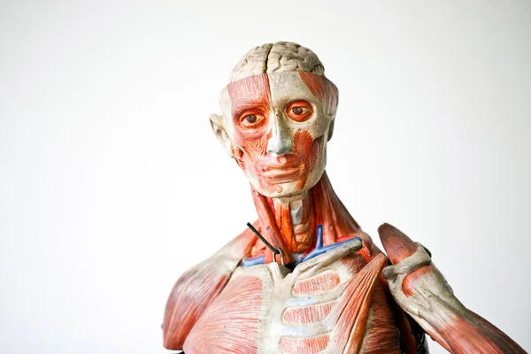 Grunge lidské anatomie — Stock fotografie