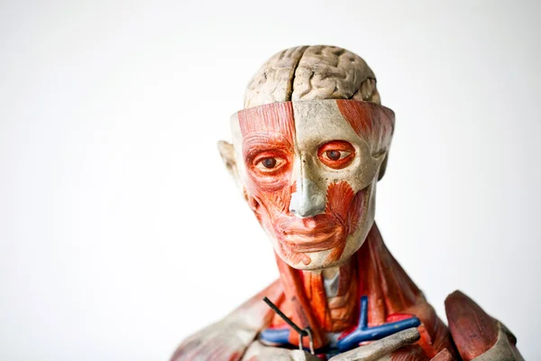 Anatomía humana grunge — Foto de Stock