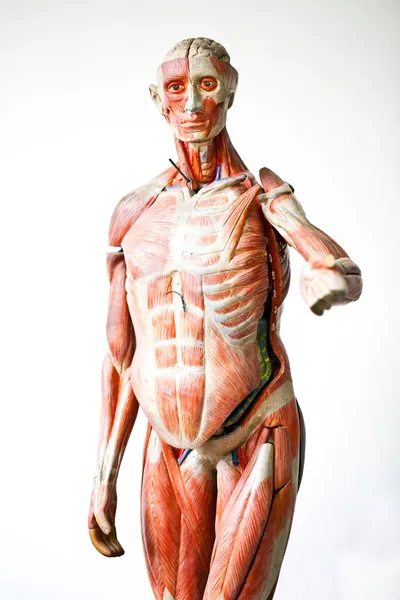 Grunge anatomia humana — Fotografia de Stock