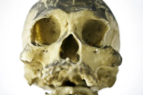 Grunge crânio humano — Fotografia de Stock