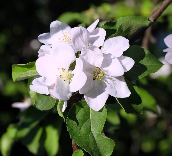 stock image Blossom of the apple tree.