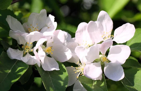 Flor del manzano —  Fotos de Stock