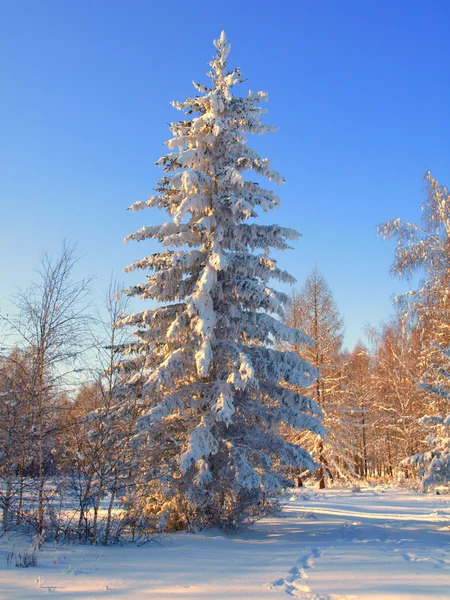 Paesaggio invernale con alberi di neve . — Foto Stock