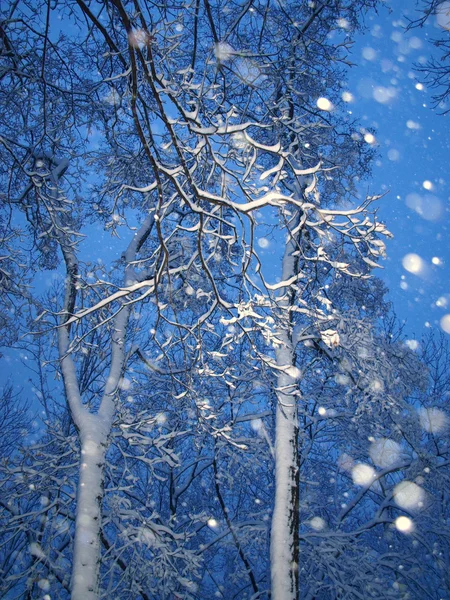 Nevicate con alberi — Foto Stock
