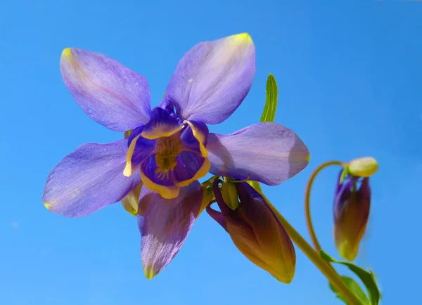 Bacia Olímpica (Aquilegia Olympica) - flor — Fotografia de Stock