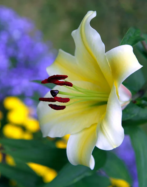 Vit lilja i trädgården — Stockfoto