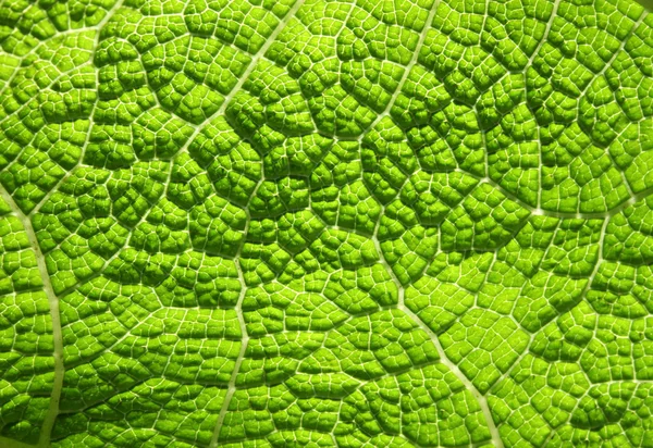 Макро из зелёного листа — стоковое фото