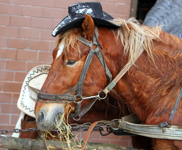 狂欢节上戴着帽子的有趣的马. — 图库照片