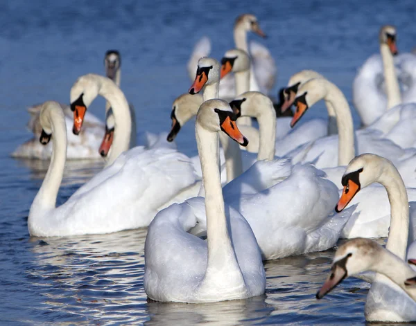 White swans in the water. — Stock Photo, Image