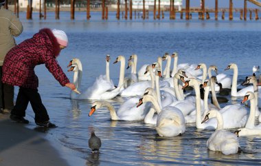 White swans in the water. clipart